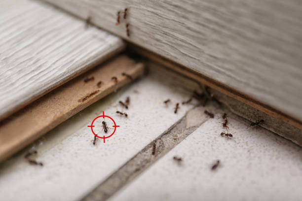 Best Wasp Removal Services  in San Rafael, NM