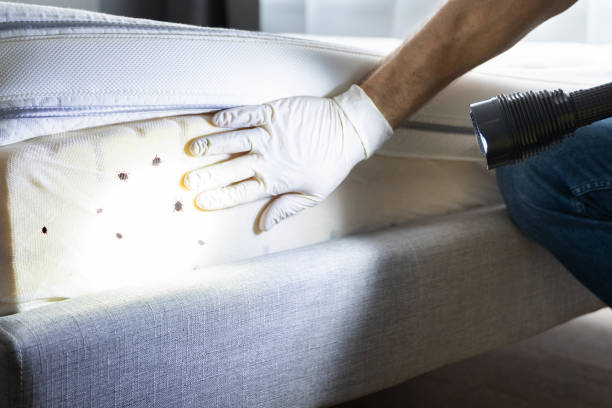 Best Ant Control Services  in San Rafael, NM