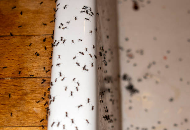 Best Pest Prevention Services  in San Rafael, NM