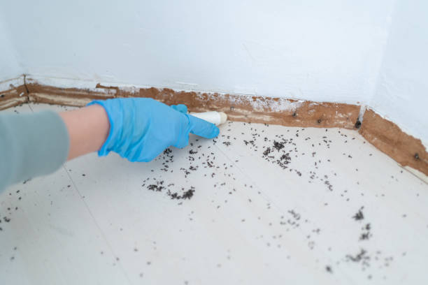 Best Pest Control Near Me  in San Rafael, NM